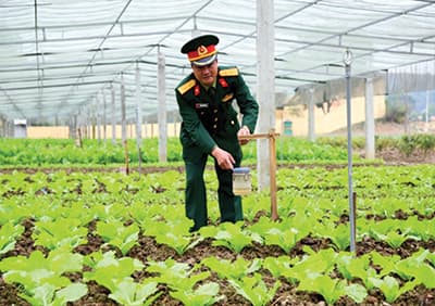Bẫy diệt sâu, bọ, côn trùng hại rau