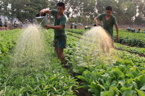 Cải thiện bữa ăn bộ đội từ tăng gia
