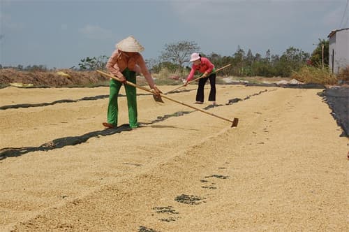 "Nâng tầm" gạo Việt