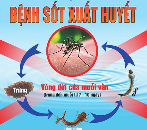 14 trường hợp tử vong do mắc bệnh sốt xuất huyết