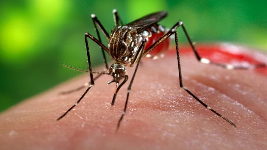 Một bệnh nhân ở Phú Yên dương tính với vi rút Zika