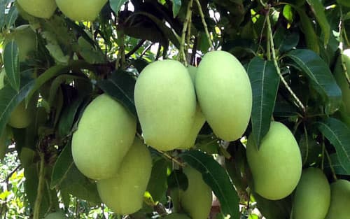 Mỹ tiến tới cho phép nhập khẩu xoài tươi và vú sữa của Việt Nam