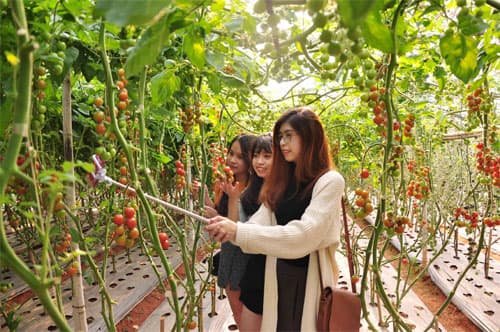 Sức hút của du lịch canh nông ở Lâm Đồng