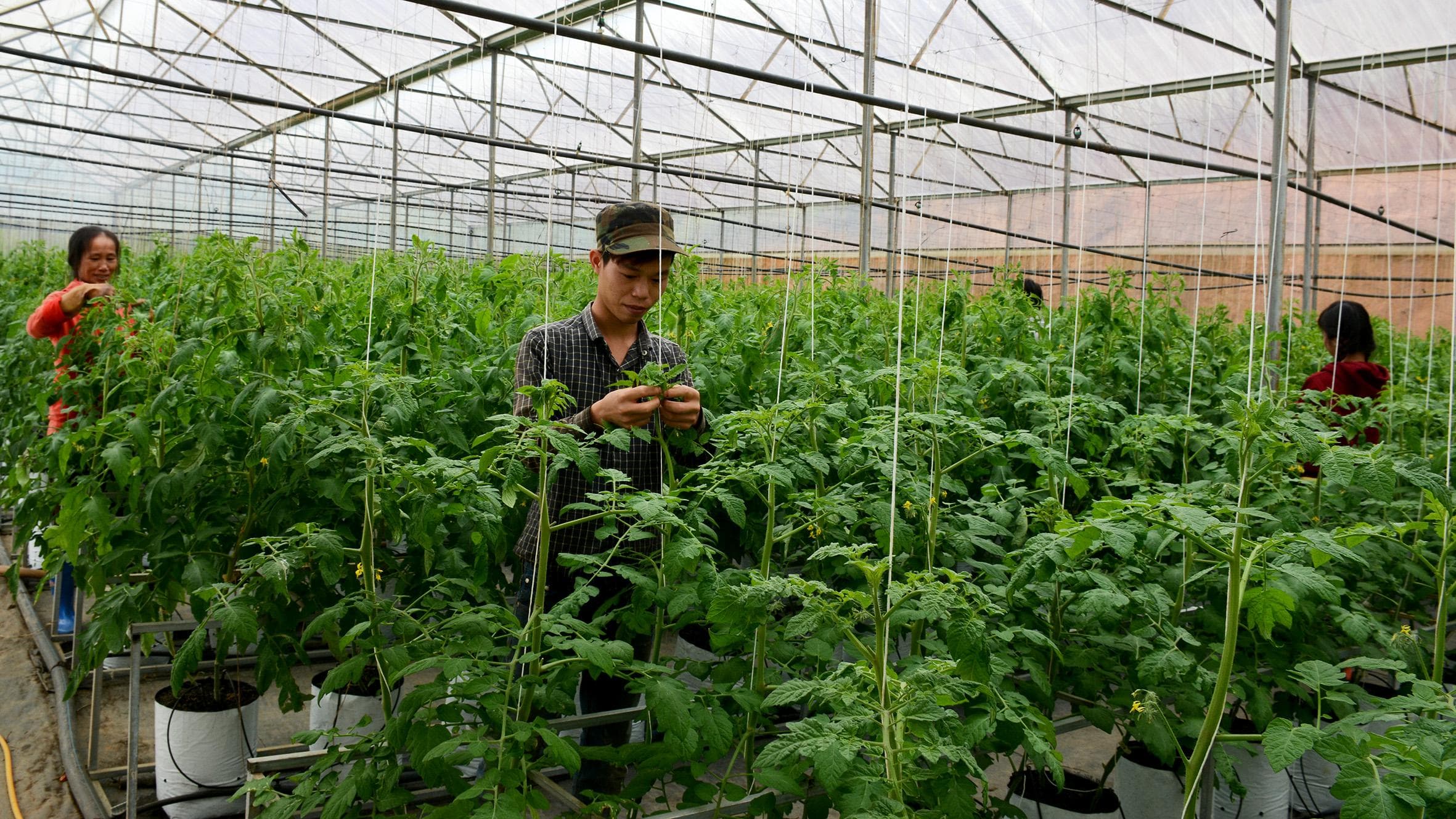 Quy hoạch vùng sản xuất gắn với ổn định thị trường