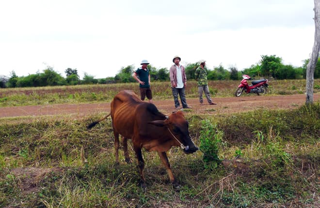 Thông tin từ đường dây nóng