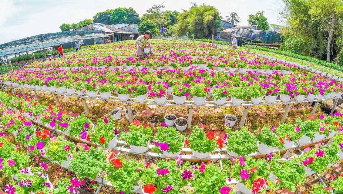 Làng hoa Sa Đéc rộn ràng vào Tết