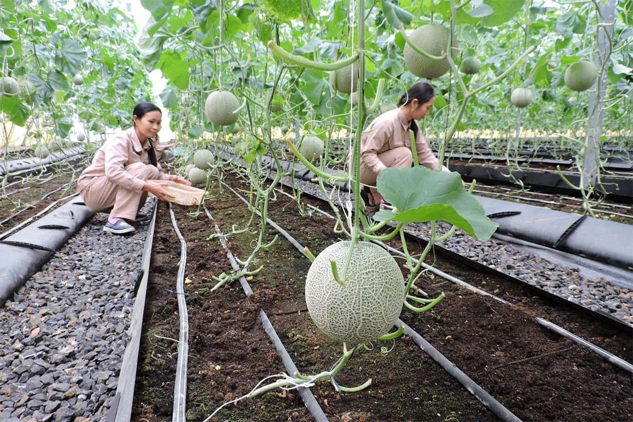 Lối đi nào cho ứng dụng khoa học và công nghệ trong nông nghiệp?