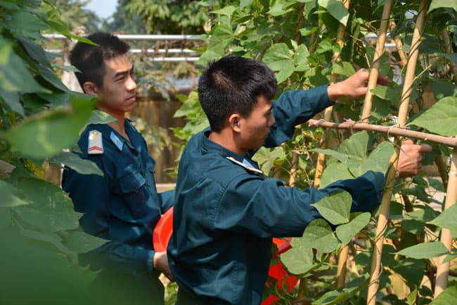 Chuyện nuôi, trồng ở đơn vị tên lửa S300