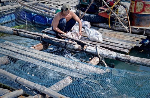Nghề nuôi cá bớp trên vùng biển Tây Nam đang gặp khó
