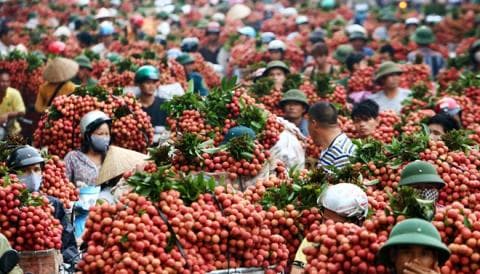 SỰ BẤT HỢP LÝ CỦA THỊ TRƯỜNG NÔNG SẢN VIỆT
