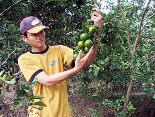 Tăng cường quản lý, khắc phục tình trạng phân bón giả và kém chất lượng