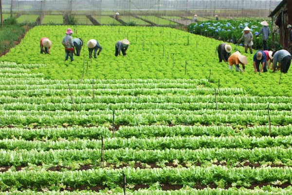 TƯ DUY THỊ TRƯỜNG TRONG SẢN XUẤT NÔNG NGHIỆP