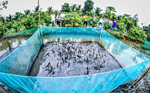 Tạo điều kiện để du lịch cộng đồng cồn Sơn (Cần Thơ) phát triển