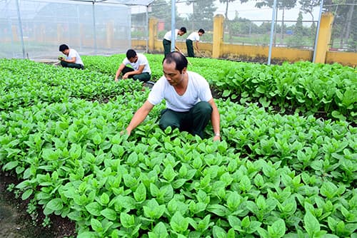 Lính vận tải trồng rau sạch