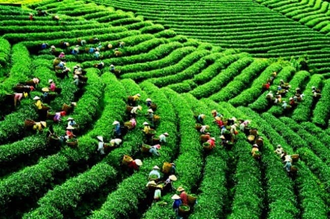 Làm sao để chè Việt Nam vươn ra thế giới?