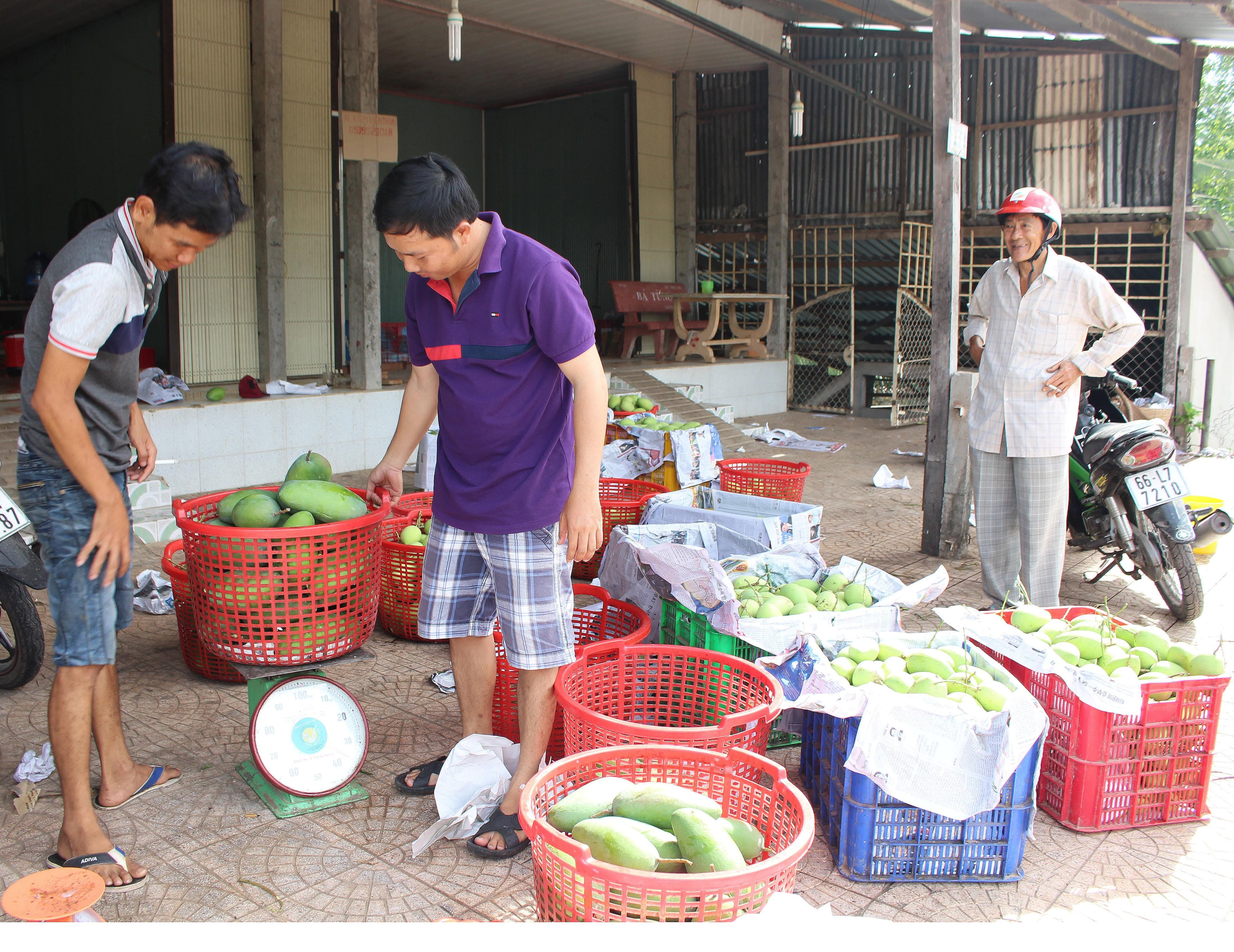 Phát huy lợi thế vùng cây ăn trái đặc sản