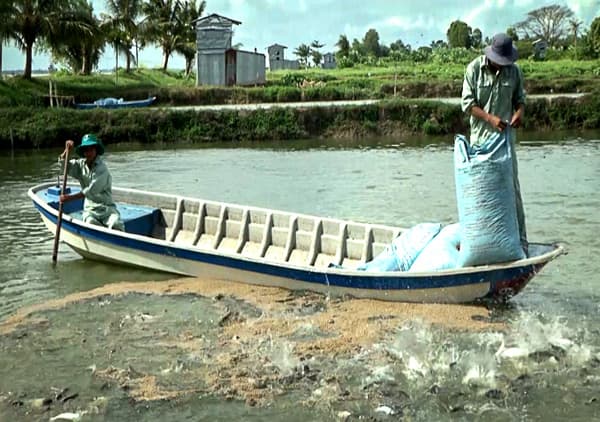 Thúc đẩy xuất khẩu cá tra sang thị trường EU trong xu hướng mới