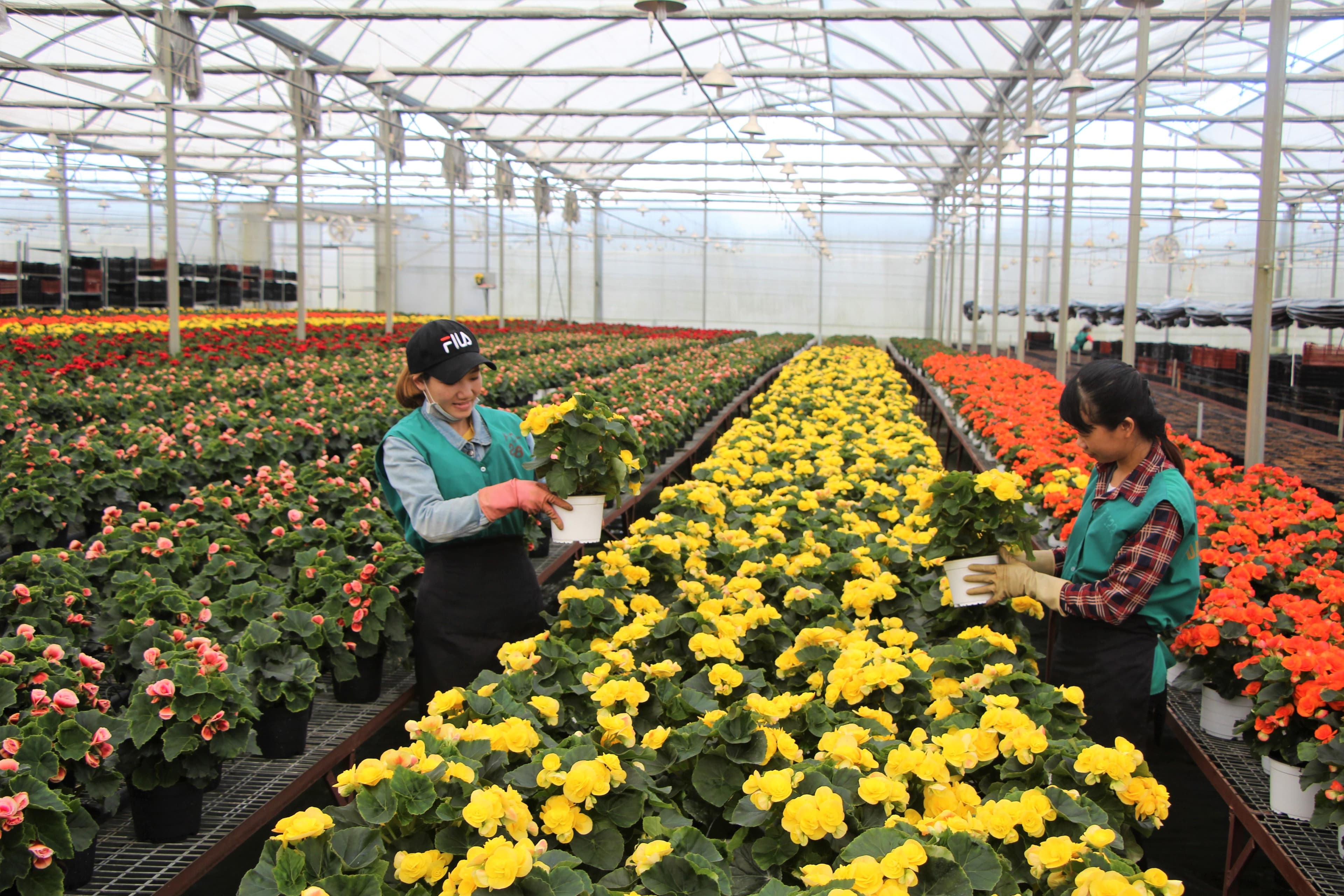 Nâng cao uy tín, giá trị cho hoa Đà Lạt