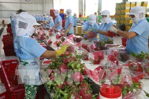 RAU QUẢ LÀNG TA VƯƠN RA THẾ GIỚI