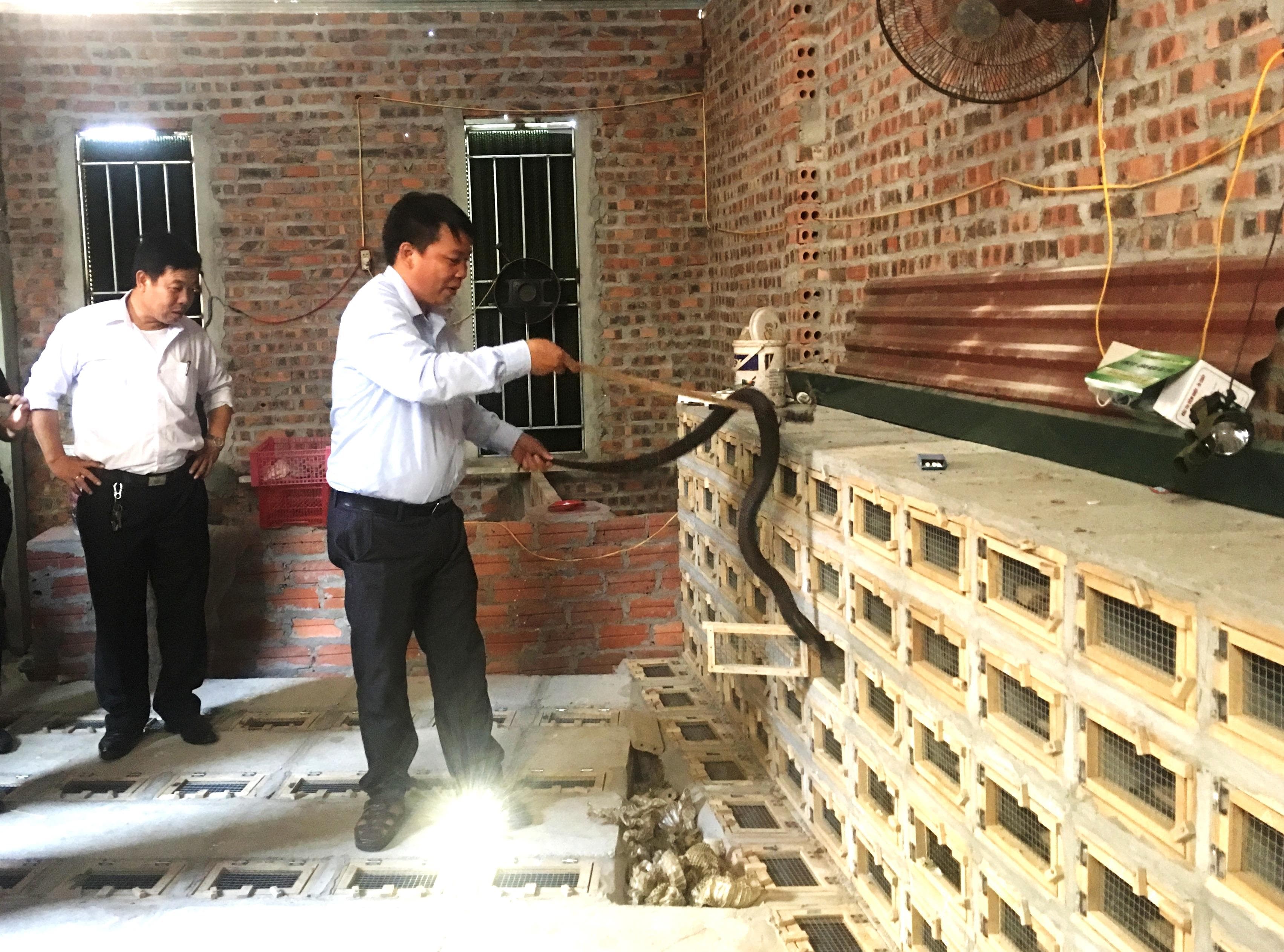 Làng rắn Vĩnh Sơn tìm hướng mở rộng thị trường