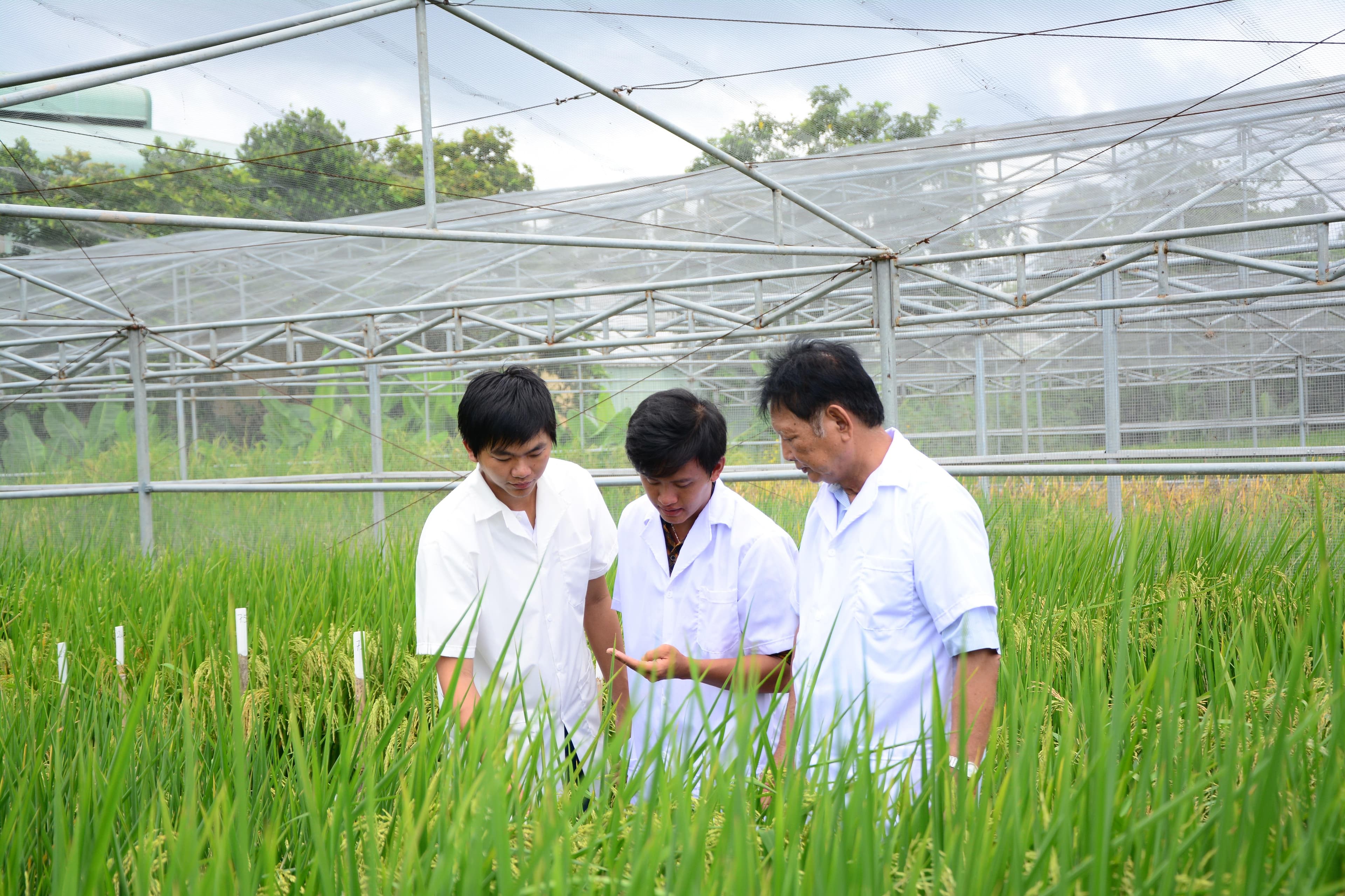 Xây dựng thương hiệu gạo Việt Nam trên thị trường quốc tế