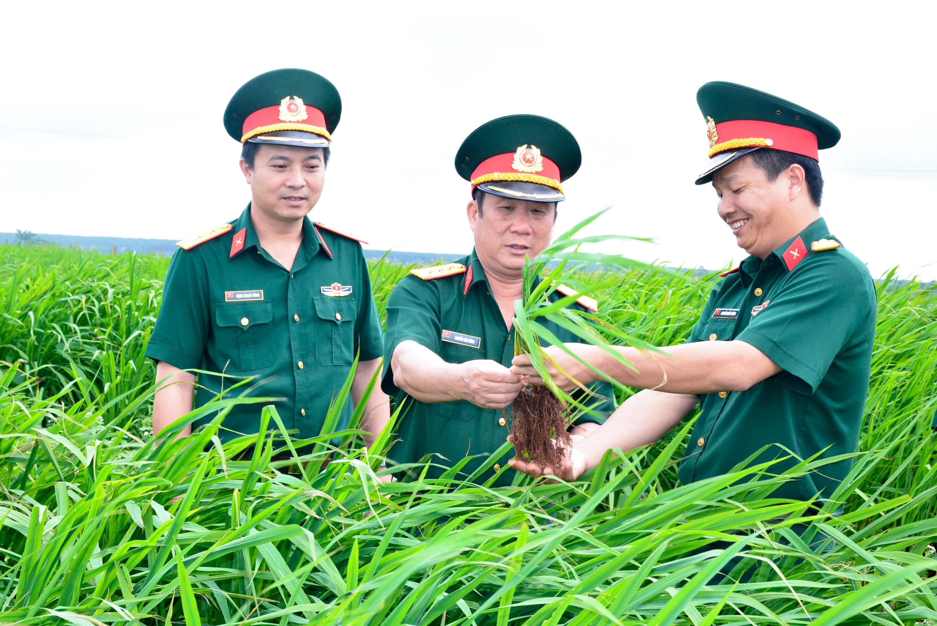 Lúa xen canh - “giải bài toán đói giáp hạt” ở vùng biên giới Gia Lai
