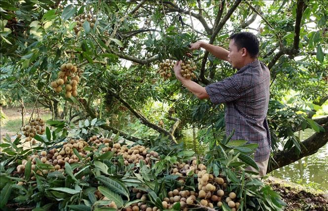 Việt Nam xúc tiến đưa trái nhãn vào thị trường Australia