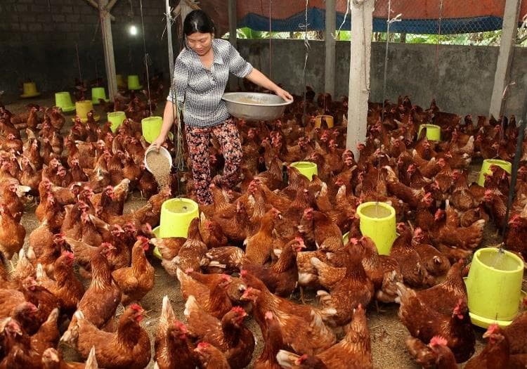 Cần có quy hoạch tổng thể về thị trường
