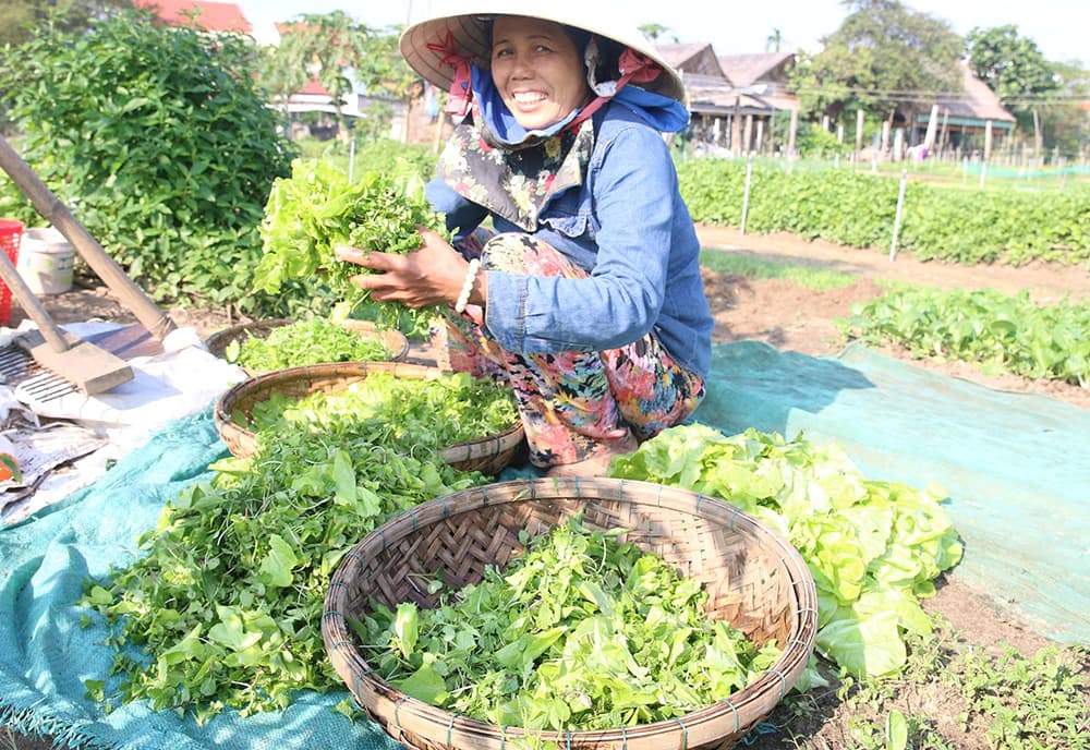 Miền Trung: Vụ hoa, rau Tết được mùa, được giá