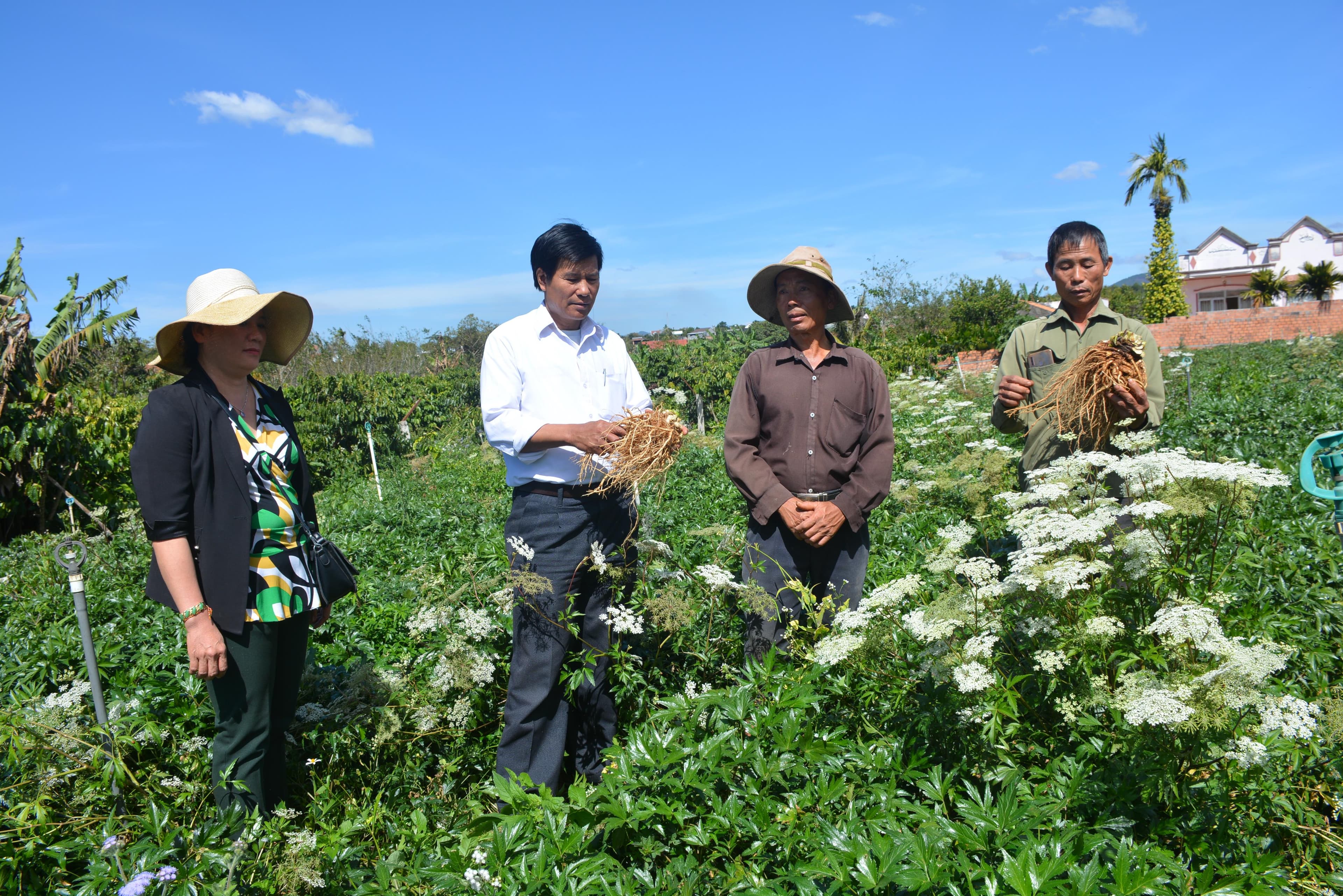 Phát huy tiềm năng dược liệu ở Nam Tây Nguyên