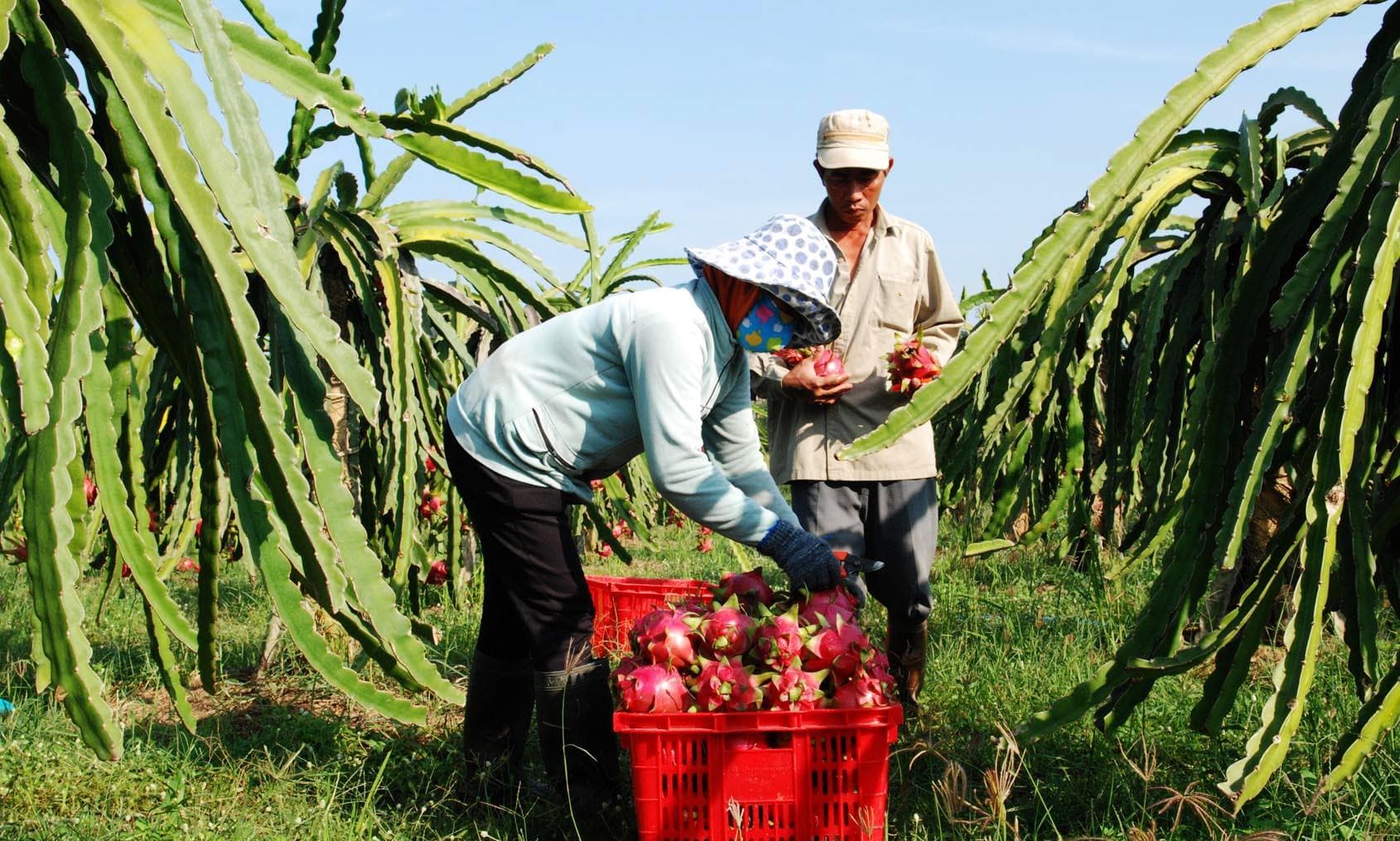 Bình Thuận: Nhiều giải pháp để phát triển bền vững cây thanh long