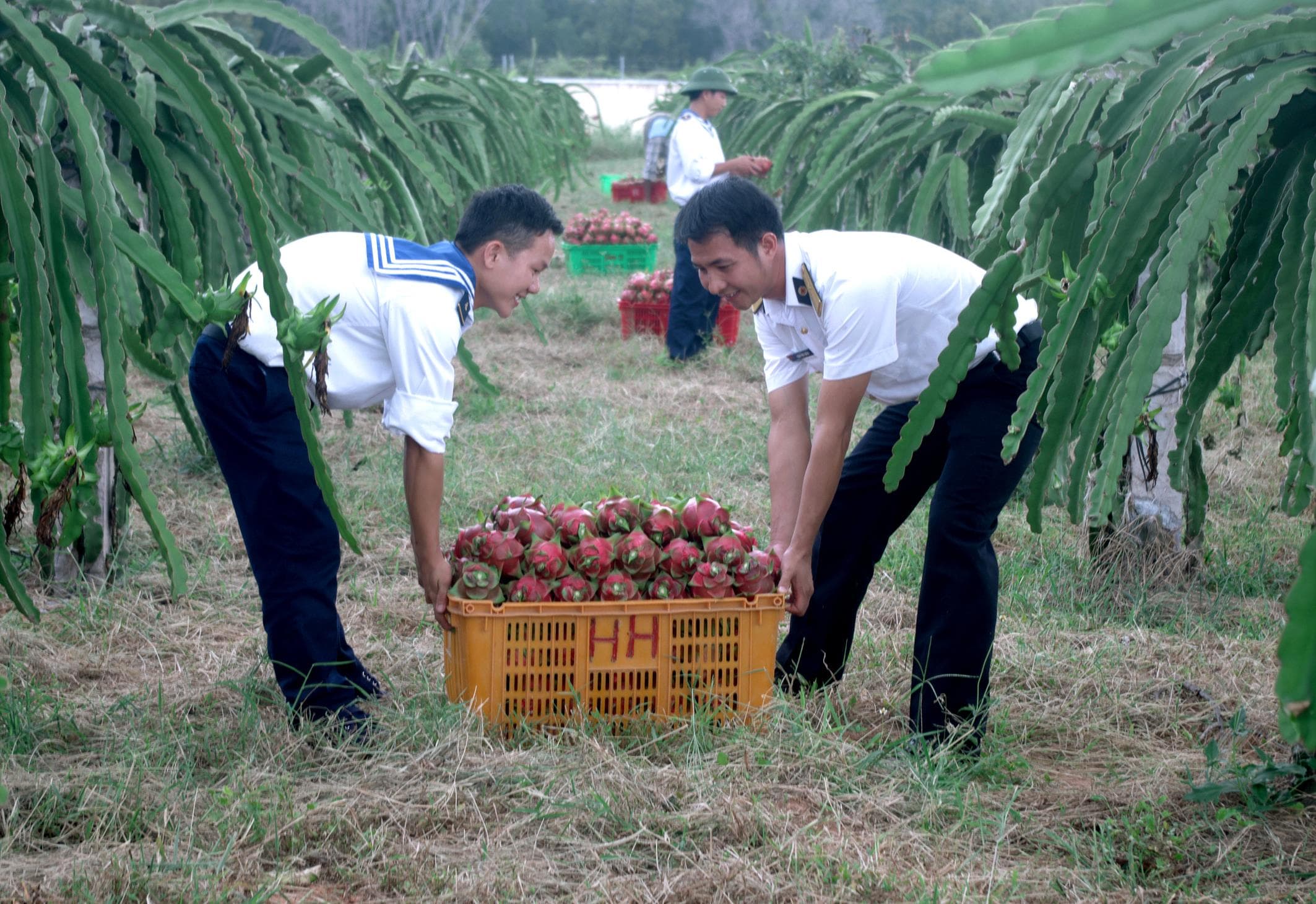Rau xanh trên vùng cát trắng