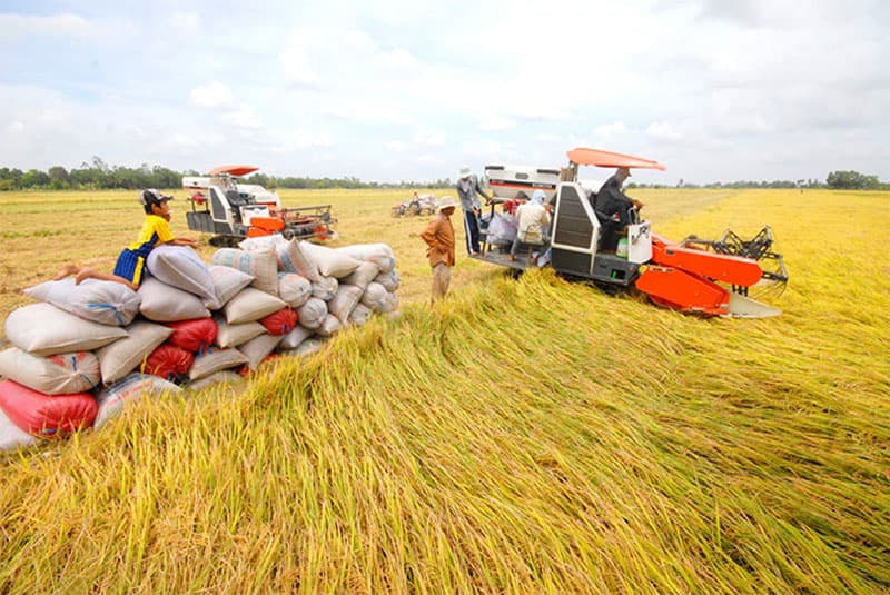 Giá lúa ổn định, giá cà phê phục hồi