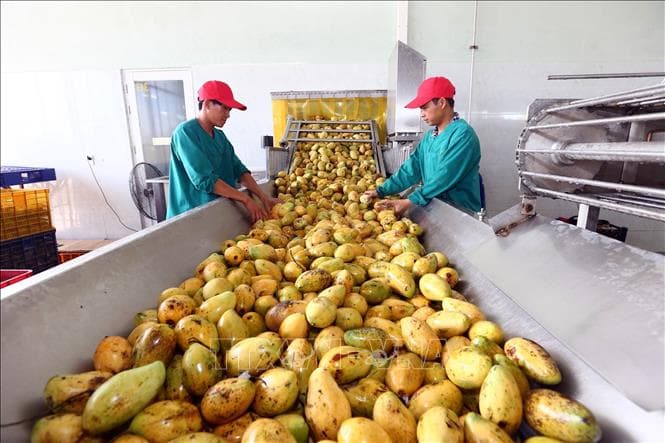 Thực thi EVFTA: Khẳng định chất lượng nông sản Việt
