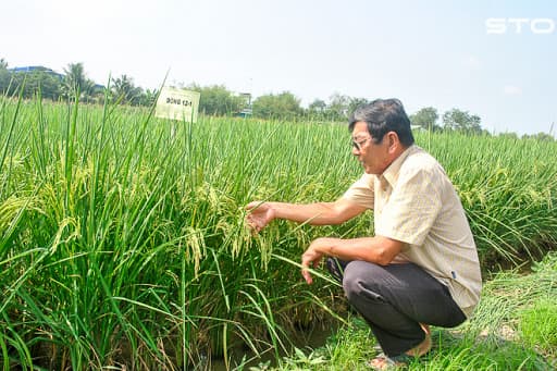 ĐỒNG HÀNH VỚI THƯƠNG HIỆU GẠO VIỆT NAM