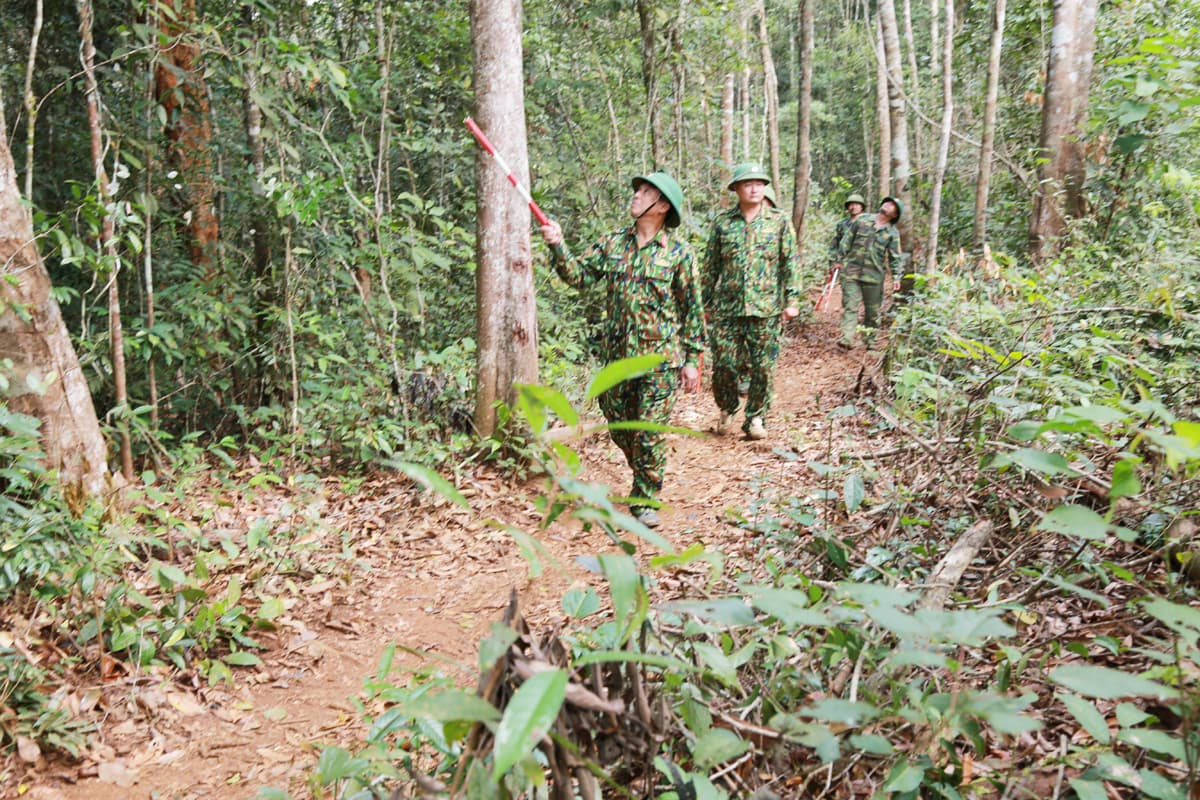 Quảng Sơn - Nơi những cánh rừng xanh mãi