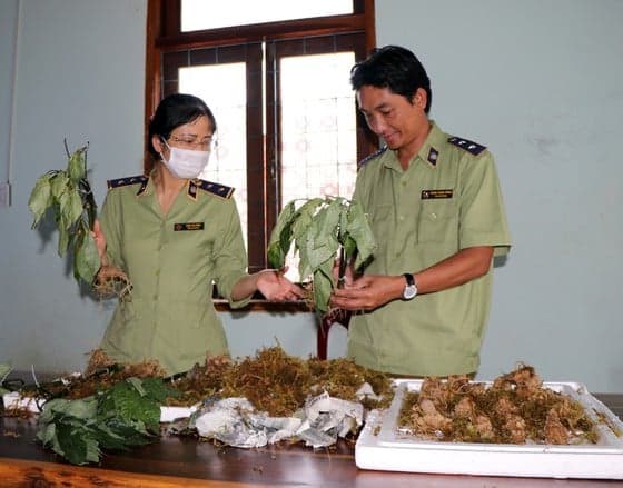Bắt vụ vận chuyển sâm Ngọc Linh giả tại "thủ phủ" sâm thật