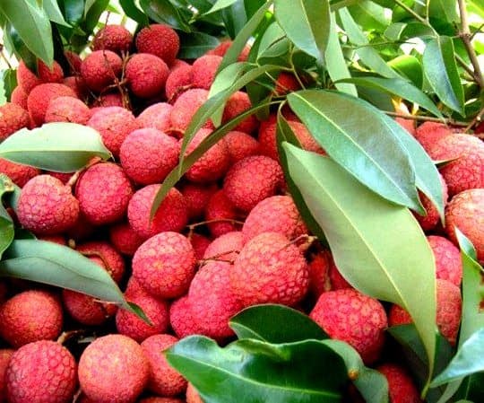 Lô vải thiều Việt Nam chính thức “lên đường” sang châu Âu