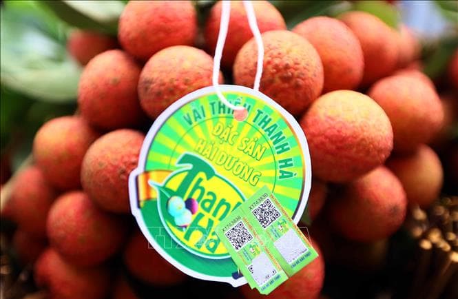 Lần đầu tiên vải thiều Việt Nam được nhập chính ngạch vào thị trường Pháp