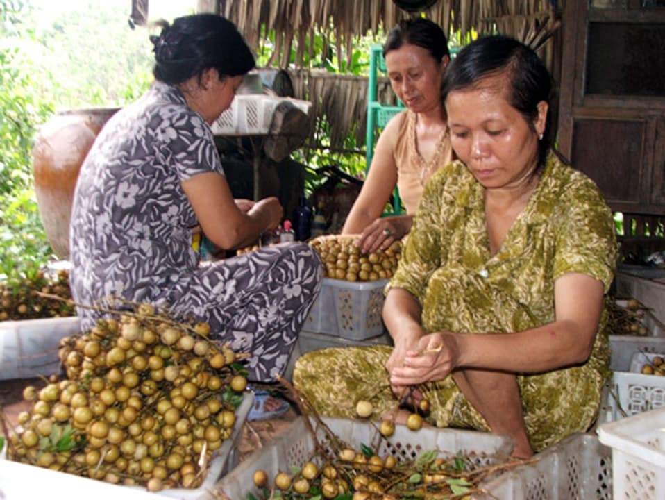 Kết nối tiêu thụ nhãn và sản phẩm OCOP tỉnh Đồng Tháp, Sóc Trăng tại Hà Nội