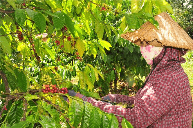 Giá cà phê ngày 14-11: Thị trường trong nước và thế giới duy trì ổn định
