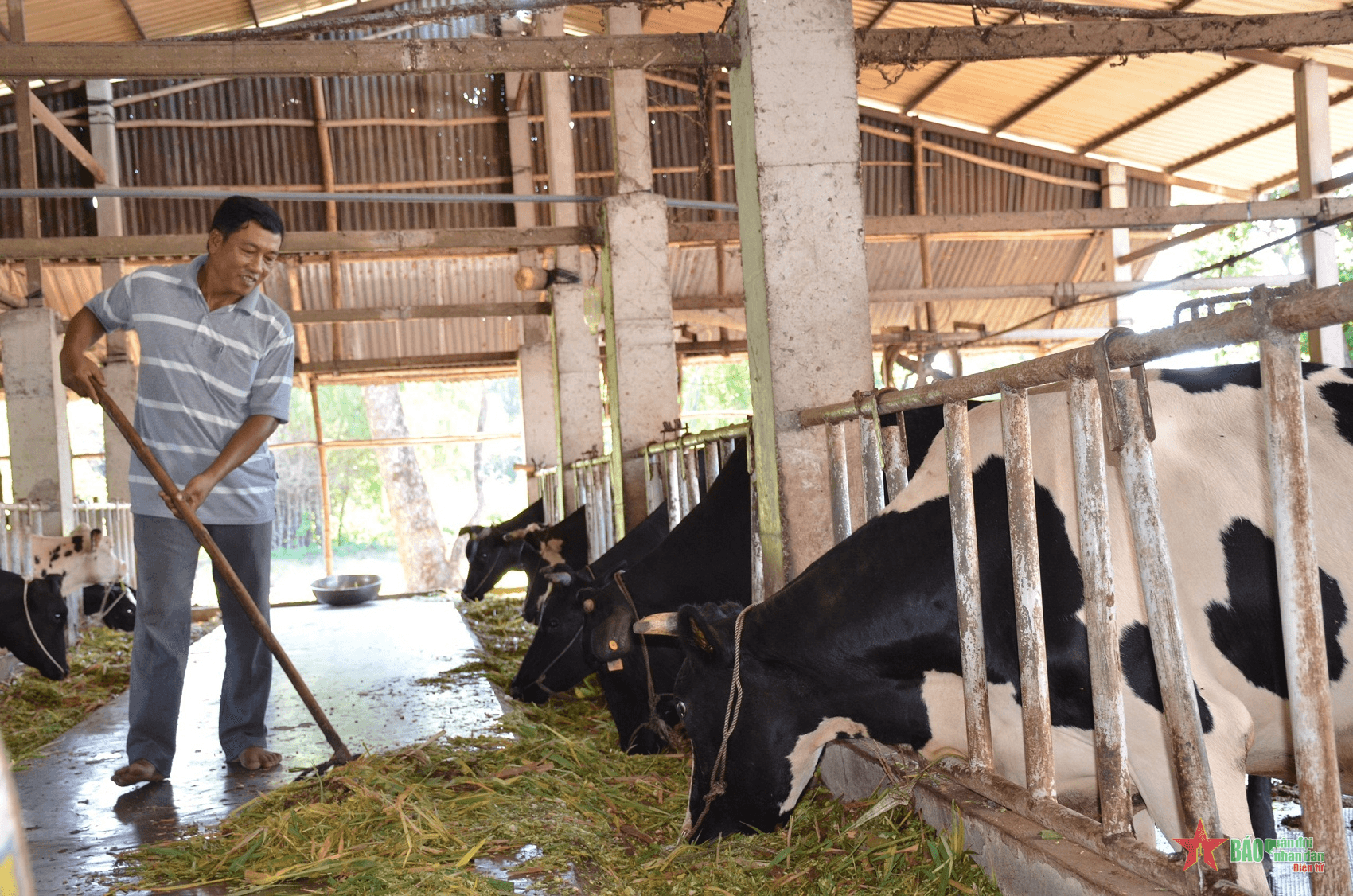 Ông Sơn Hang “bò sữa”