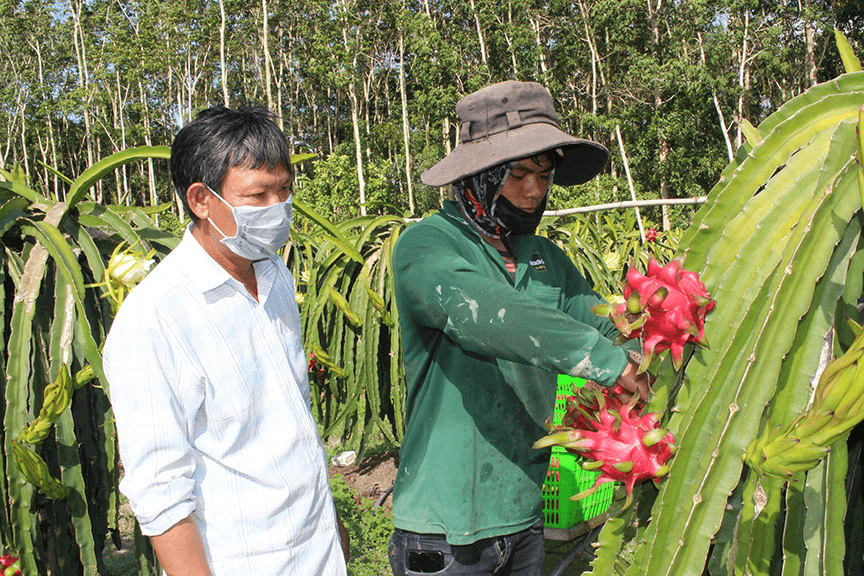 Đồng Nai mở đường cho thanh long ruột đỏ xuất khẩu