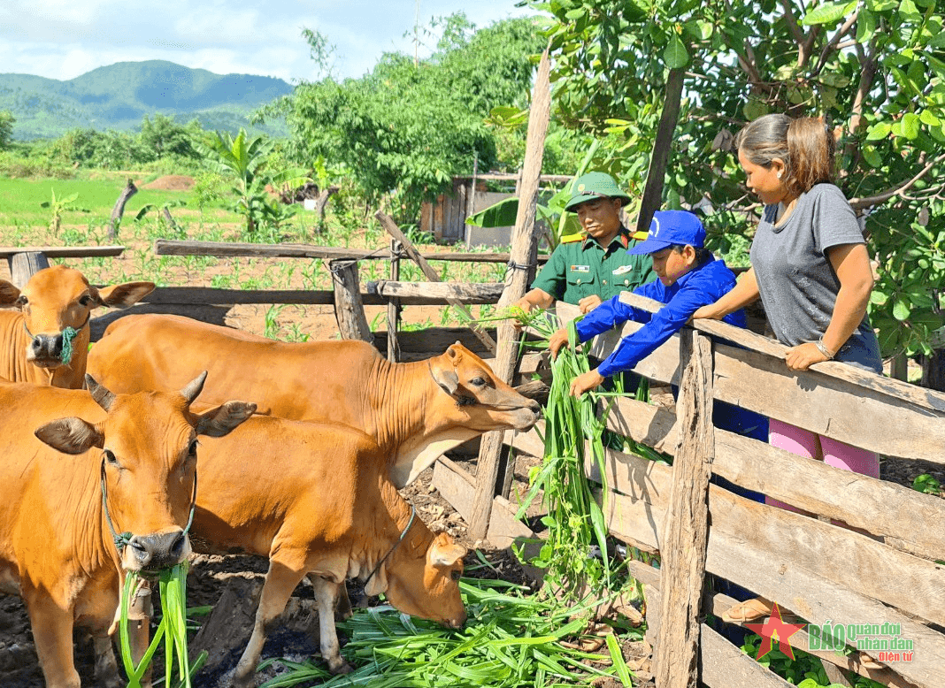 "Bò thoát nghèo" của Bộ đội Cụ Hồ
