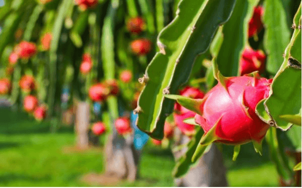 Bộ Công Thương: Tích cực tháo gỡ khó khăn thúc đẩy tiêu thụ thanh long
