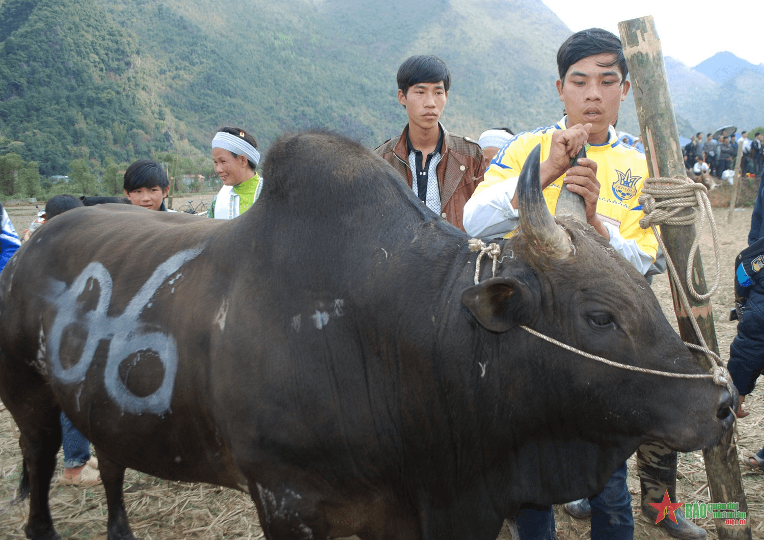 Độc đáo hội thi bò