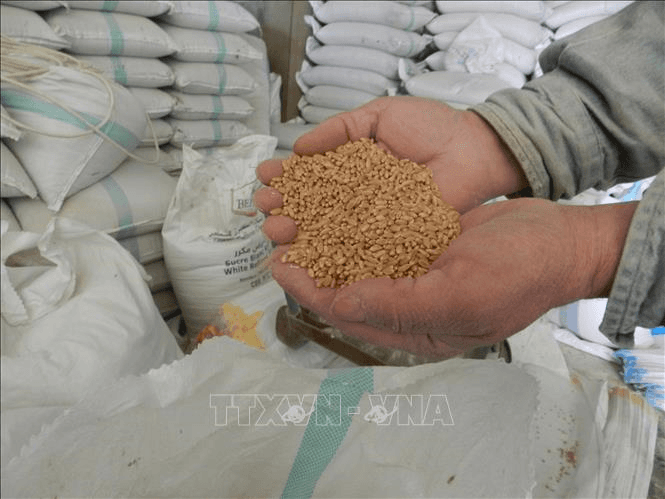 G7 sẽ tổ chức họp trực tuyến về an ninh lương thực