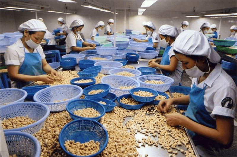 Thủ tướng Chính phủ chỉ đạo tháo gỡ vướng mắc xuất khẩu điều sang châu Âu