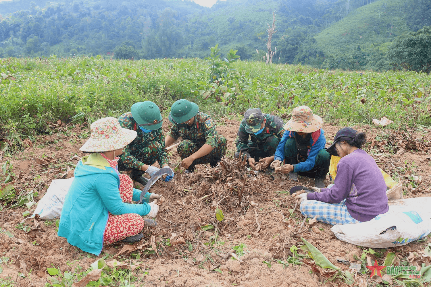 Củ dong riềng thắm tình bộ đội