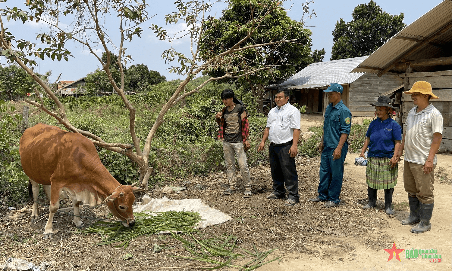 “Bò giống thiện nguyện” hỗ trợ hộ nghèo